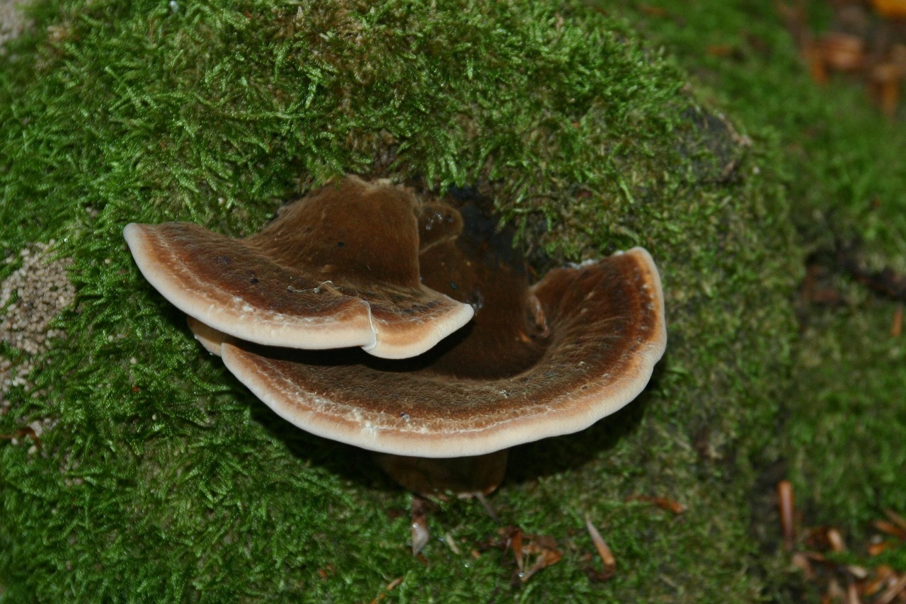 实名微信号批发：实名账号如何建立网上信用体系和信任机制