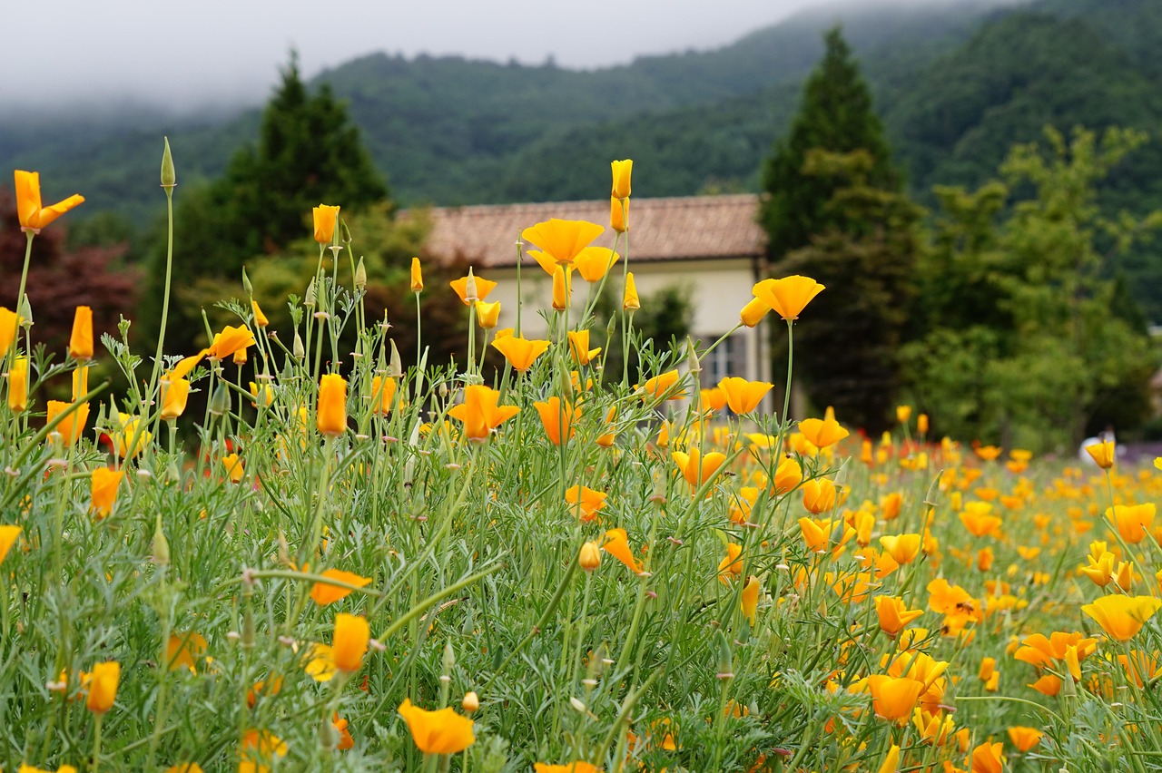世纪佳缘实名账号:天平台代理价格