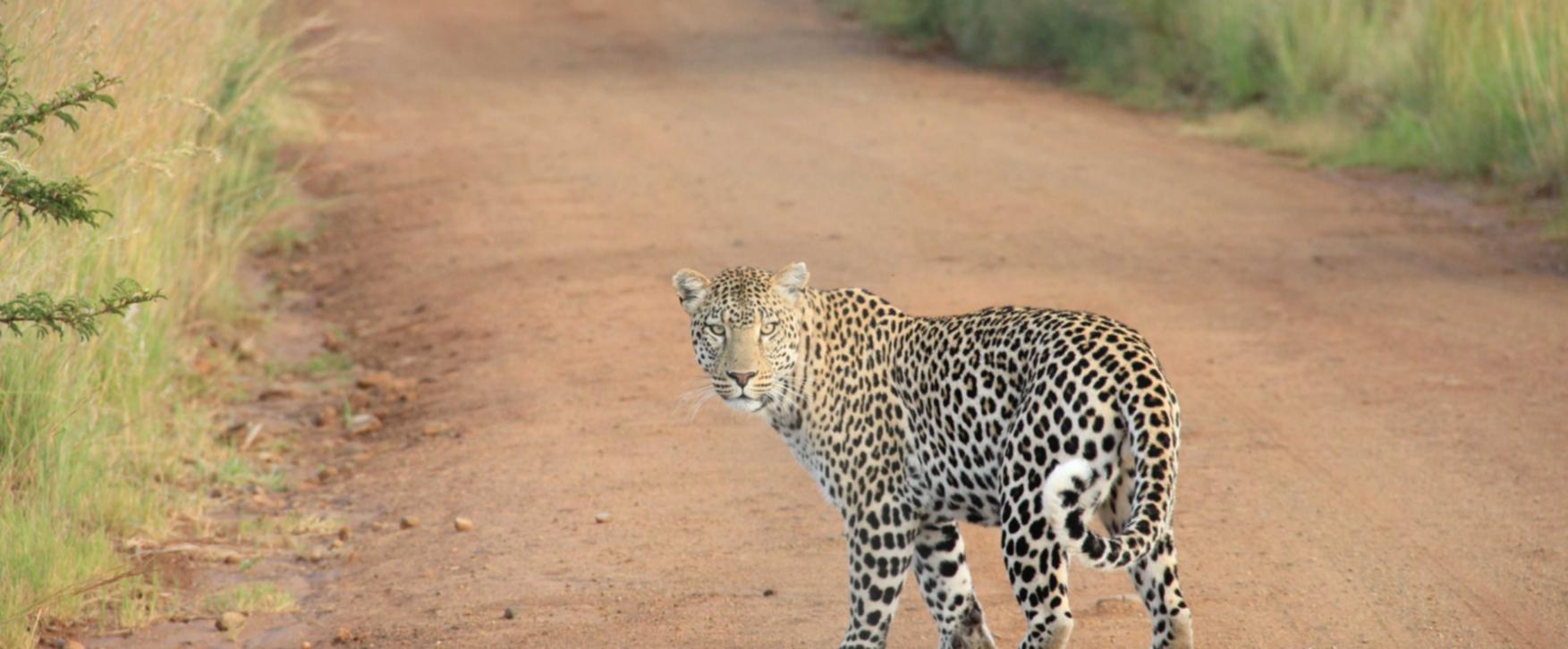 电销电话手机卡：电影兑换码代理平台有哪些